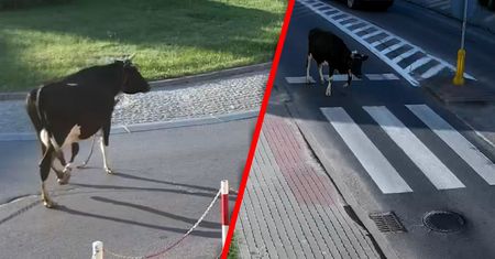Krowa zwiedzała miasto. Policjanci złapali się za głowy