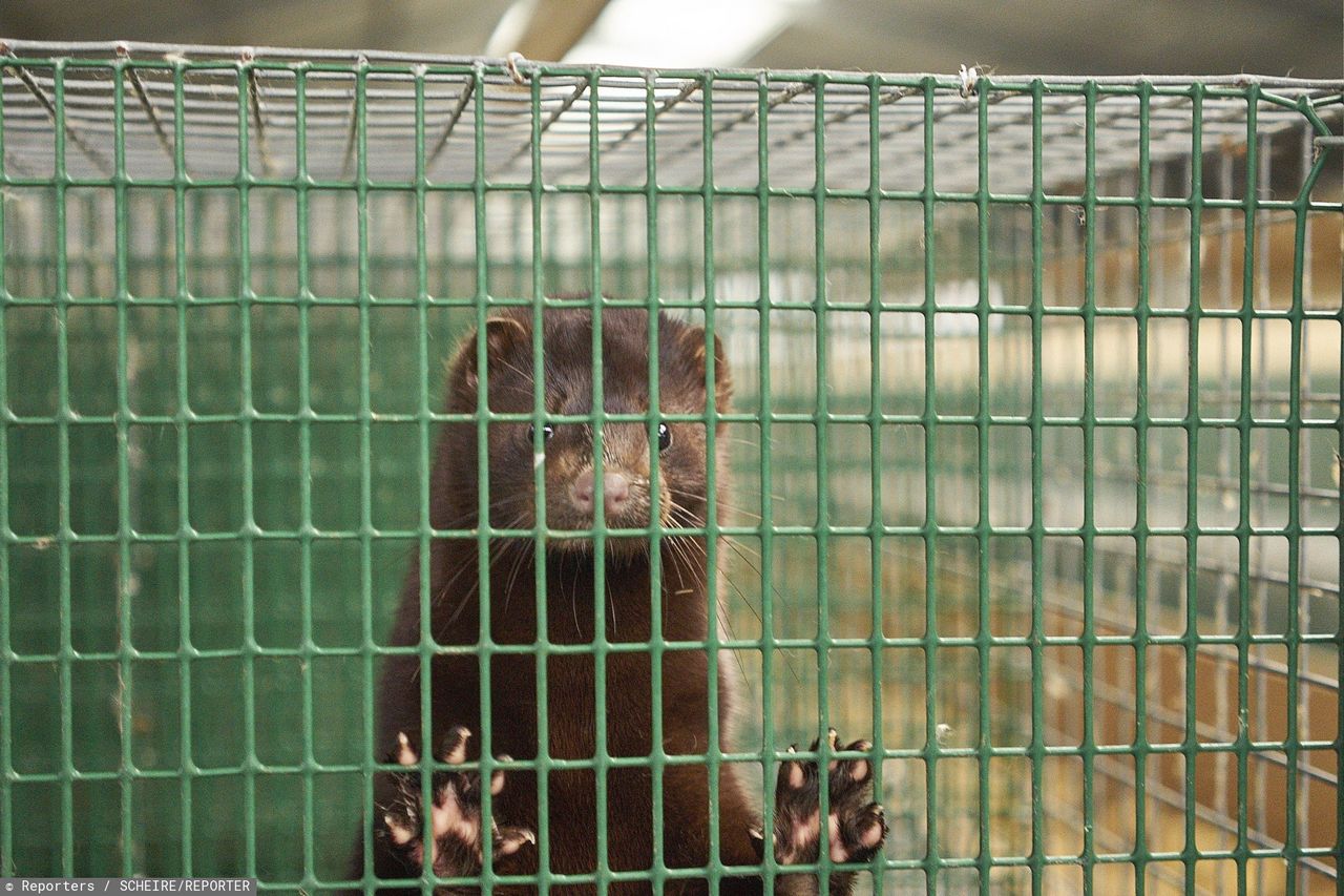 PiS chce zakazu hodowli zwierząt futerkowych. Branża mówi o zdradzie