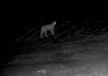 Nagranie z lasu. Kamery uchwyciły rzadki moment