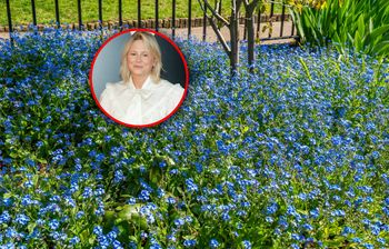 Zasiej zamiast trawy. Lista alternatyw od Mai Popielarskiej jest długa