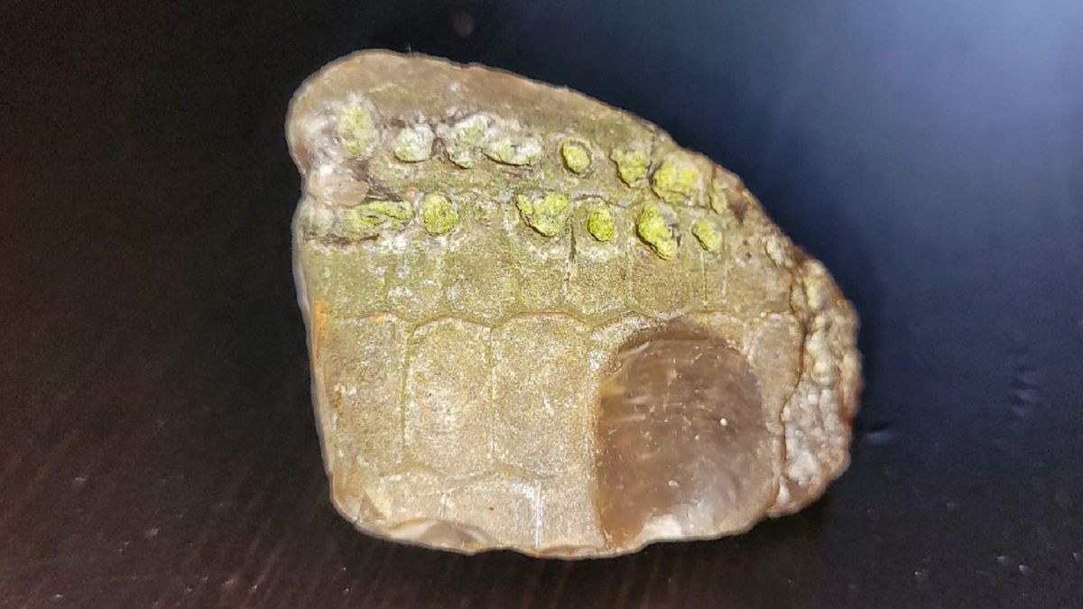 Wyjątkowe znalezisko. Nadleśnictwo Kościerzyna, Lasy Państwowe publikuje zdjęcie. 