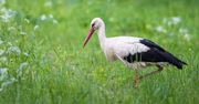 Bociany podążają za "nosem" i lubią zapach skoszonej trawy