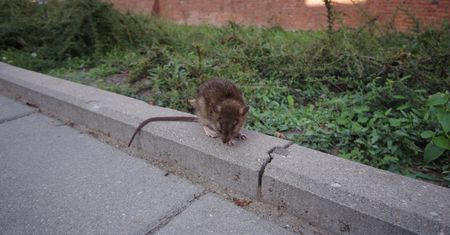 Sceny jak z horroru. Szczur rzucił się na 2-latka