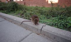 Sceny jak z horroru. Szczur rzucił się na 2-latka