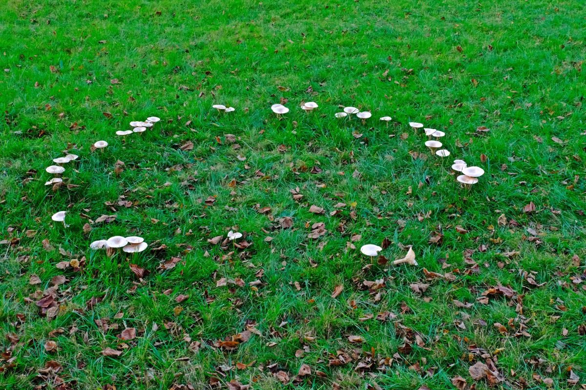 How to get rid of mushrooms from the lawn?