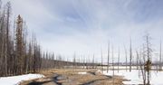 Tajemnice Parku Yellowstone. Topniejący lód odsłonił pradawny las