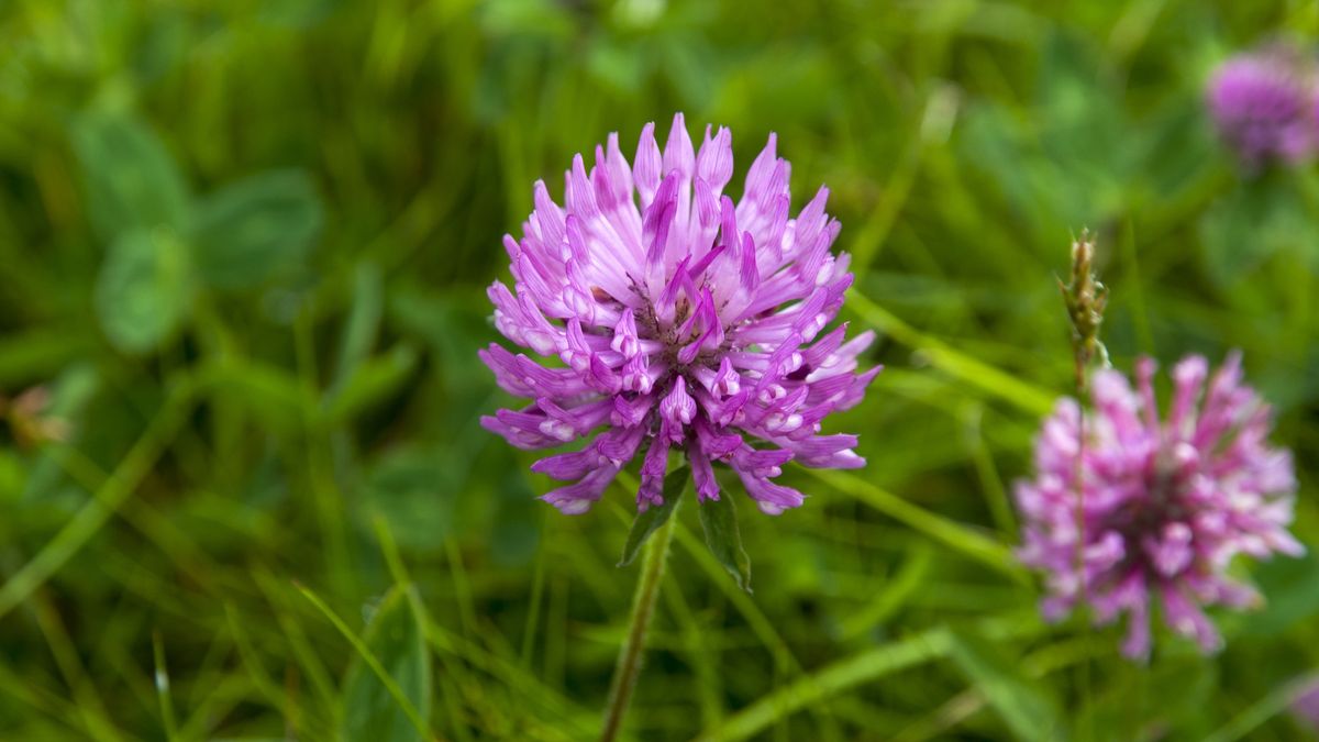 Trifolium pratense
Trifolium pratense, also called: red clover, Houton, Orkney Islands, Scotland
Feifei Cui-Paoluzzo
