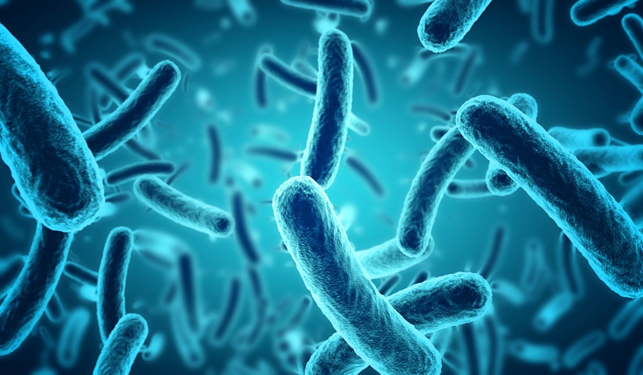 Pasteryzowana Akkermansia muciniphila. Postbiotyk, który zrewolucjonizował probiotykoterapię