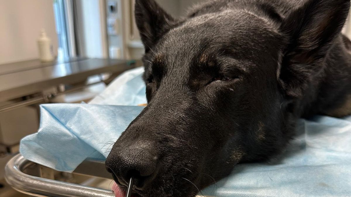 Niepozorny kłos może mieć poważne konsekwencje