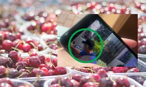 "Pan w czapeczce" ukradł owoce. Zaskakująca reakcja właścicielki