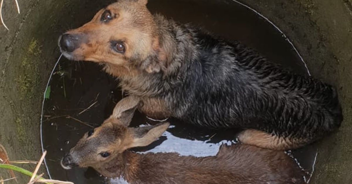 Krzewina. Pies i sarna uwięzione w studni. Przerażone zwierzęta uratowali strażacy