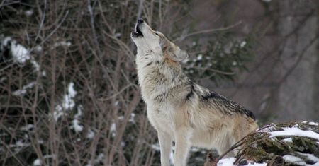 Przyszedł do szpitala z dotkliwymi ranami. "Wilk mnie pogryzł"