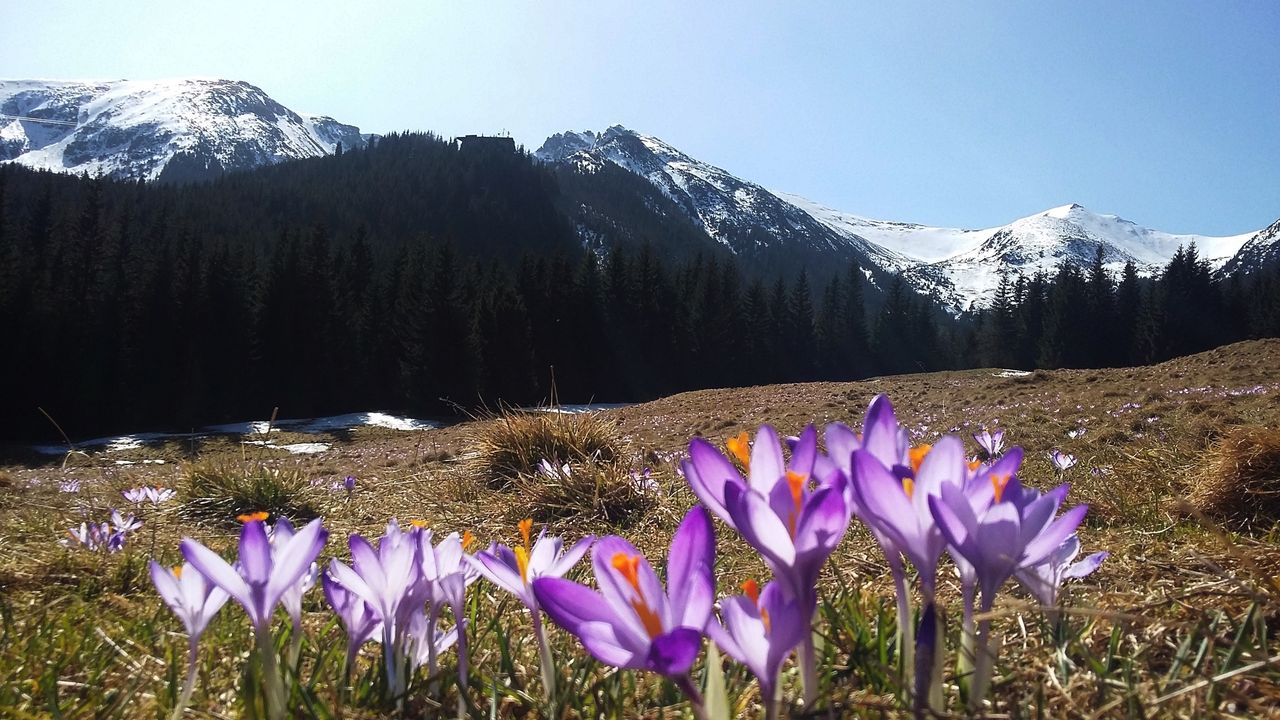 Katarzyna Jarosz odnajduje inspiracje do zdjeć w pięknie kwiatów