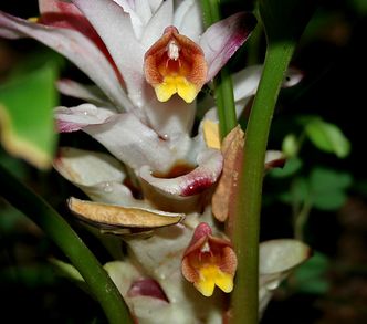 Kurkumina ma działanie przeciwwirusowe