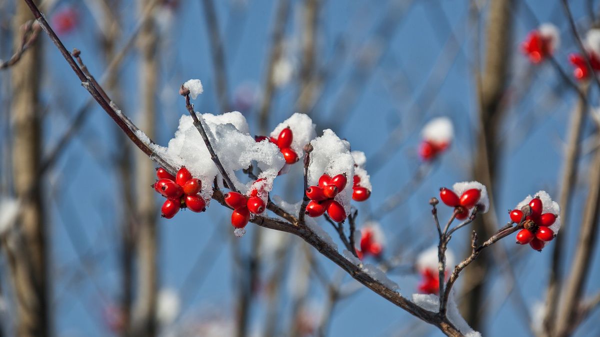 Owoce derenia jadalnego mają szerokie właściwości lecznicze.