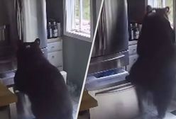 Niedźwiedzie najbardziej lubią lasagne prosto z lodówki. Jest wideo