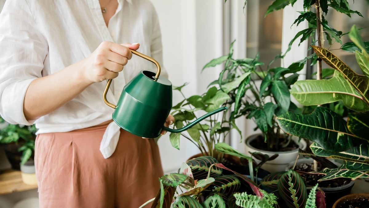 Jak dbać o rośliny doniczkowe?
