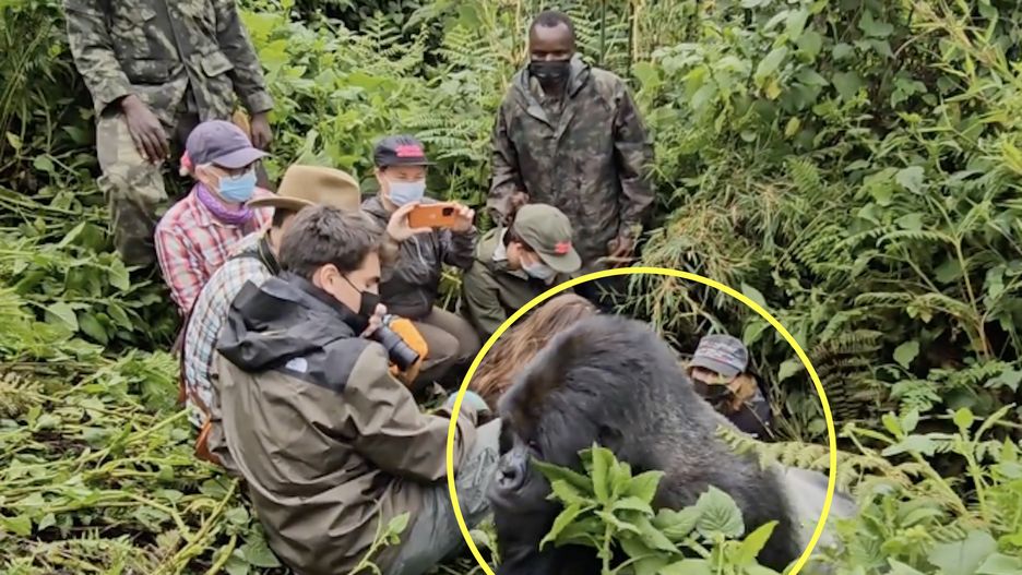 Uczestnicy safari mieli bliskie spotkanie z gorylem srebrnogrzbietym