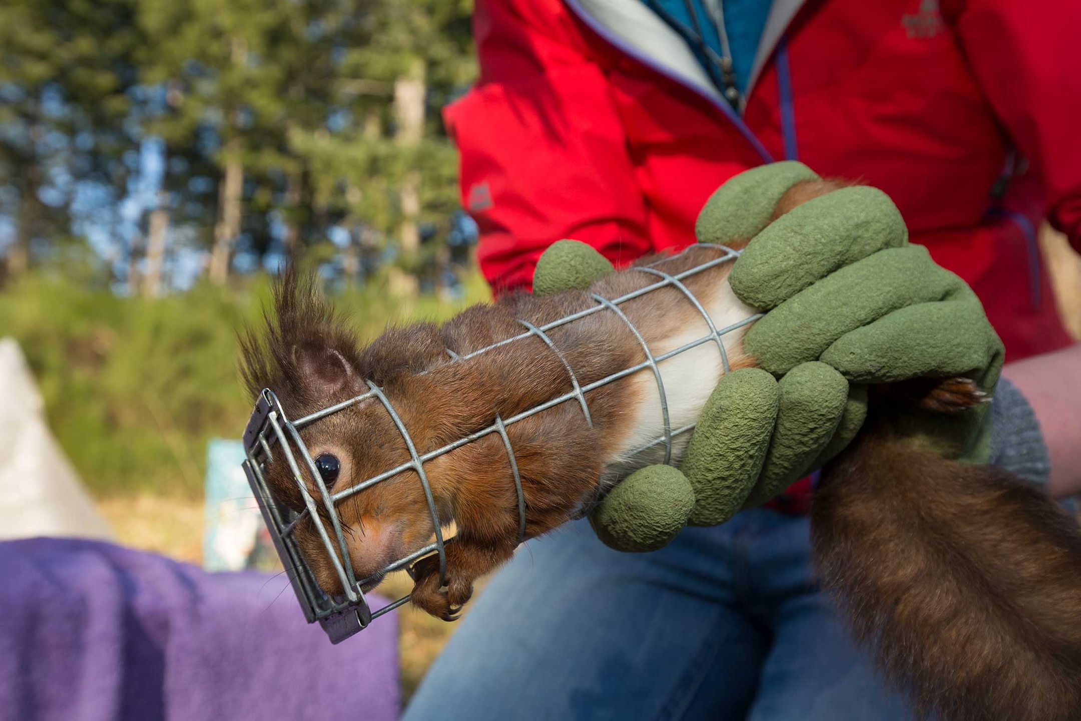 British Wildlife Photography Awards 2017 – najlepsze zdjęcia dzikiej przyrody z Wielkiej Brytanii. Zobaczcie ich historie 14