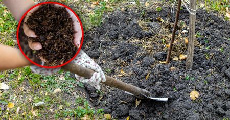Rozsyp wiosną wokół drzew. W sezonie będą uginać się od owoców