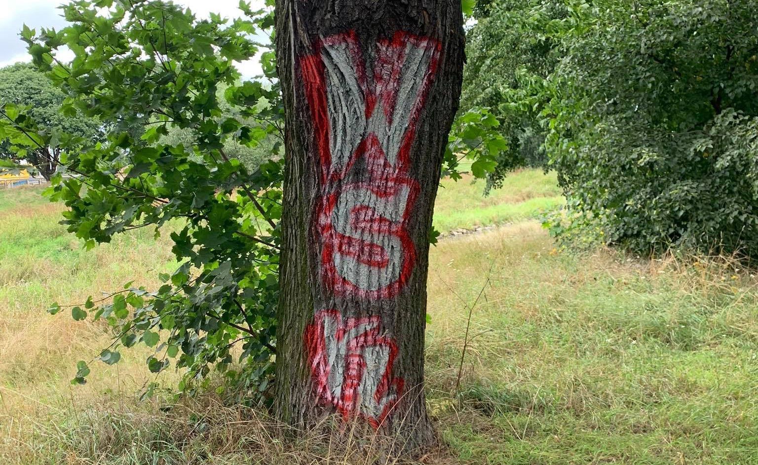 drzewo