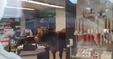 Niespodziewany gość w sklepie. W środku pojawiła się zagubiona krowa