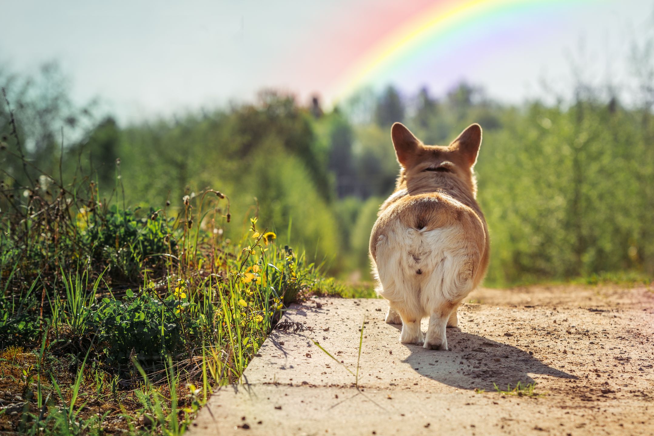 Tęczowy Most to symboliczna granica krainy, do której odchodzą pupile