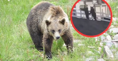 Sforsowały płot i wybiegły na ulicę. Niebezpieczne sceny w centrum Polańczyka