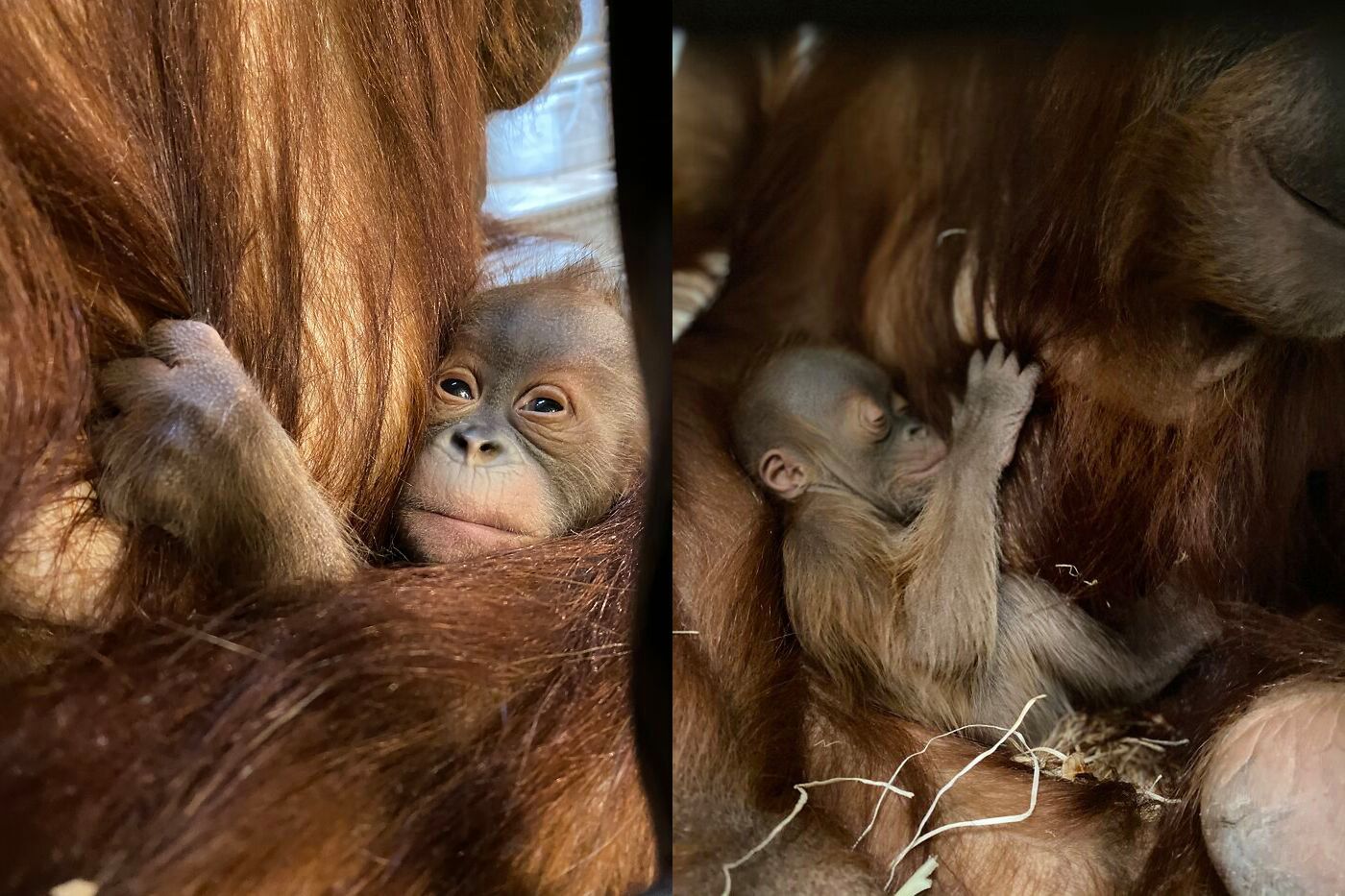 Poruszające zdjęcia małego orangutana i jego matki pokazują moc rodzicielstwa 2