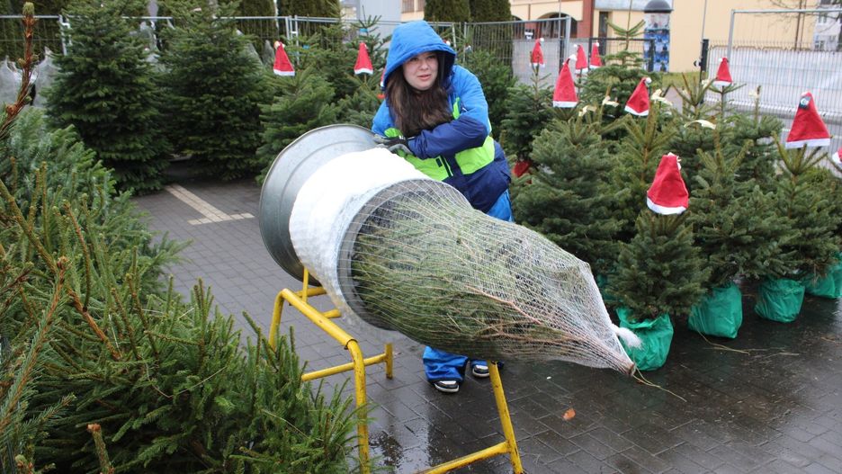 RUSZYŁA SPRZEDAŻ CHOINEK