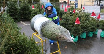 Koszalin: Ruszyła sprzedaż choinek