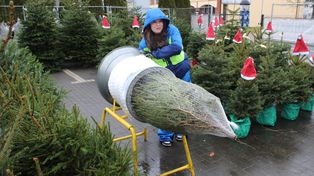 Koszalin: Ruszyła sprzedaż choinek