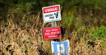 Atak psów pod Zieloną Górą. Miały być szkolone dla policji