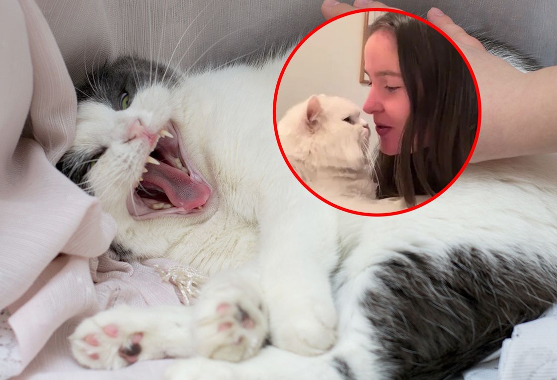 Ostrzega internautów przed dawaniem buzi kotom
