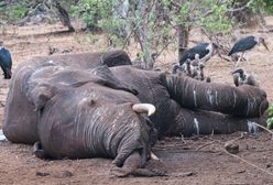 87 słoni zabitych w pobliżu rezerwatu dzikiej przyrody w Botswanie