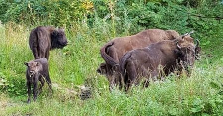 Leśnicy pokazali smutne zdjęcie. Nie mają wątpliwości. "Wyrodni tatusiowie"