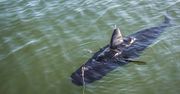 GhostSwimmer: najniebezpieczniejsza ryba świata. Podwodny dron w kształcie rekina