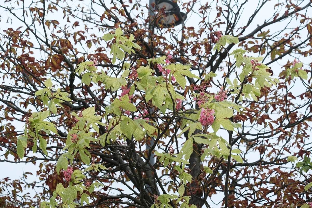 Kwitnący kasztanowiec na Placu Litewskim we wrześniu