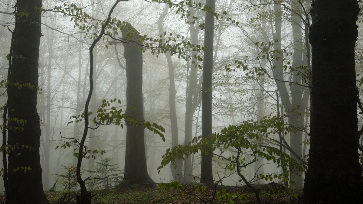 Będzie nowy rezerwat? Reliktowa Puszcza Karpacka