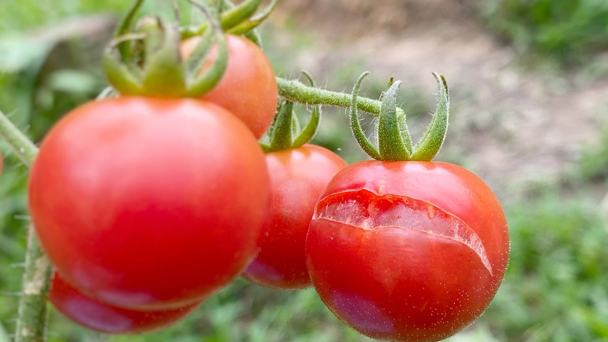 Plant ProblemCracked and splitted skin of cherry tomato. Also known as concentric cracking damage. Caused by heavy rain during drought conditions.FREDERICA ABAN