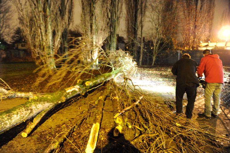 Walące się drzewa odcięły prąd 110 tys. odbiorców. Tauron chwalony przez ministra