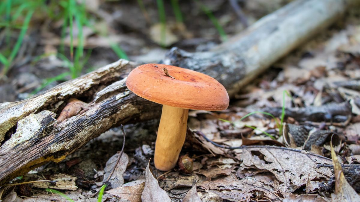 Lepiej nie omijać tego grzyba w lesie. 