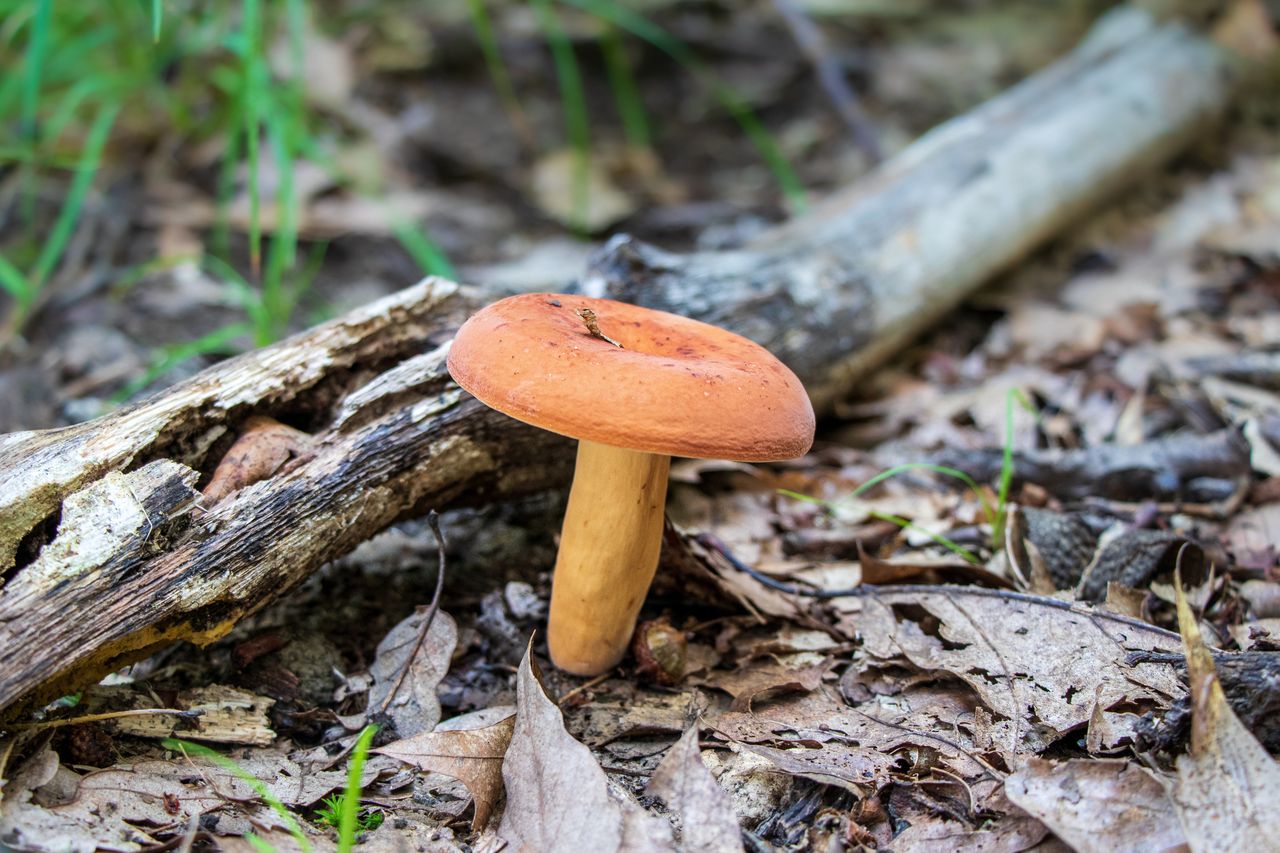 It's better not to avoid this mushroom in the forest.