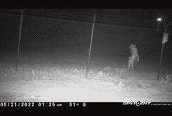 "Tajemnicze stworzenie" pojawiło się w teksańskim zoo? Przyłapano żartownisia