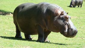 Kenijski biegacz Edwin Mokua został zaatakowany przez hipopotama