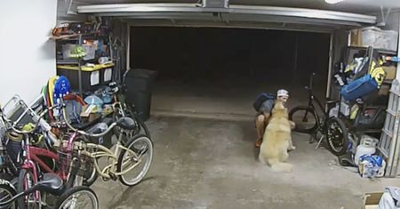 Włamywacz robi sobie przerwę, żeby przytulić golden retrivera. "Kocham cię piesku"