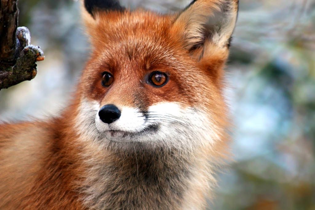 Dell oferuje w swoim sklepie instalację Firefoksa za jedyne 120 złotych