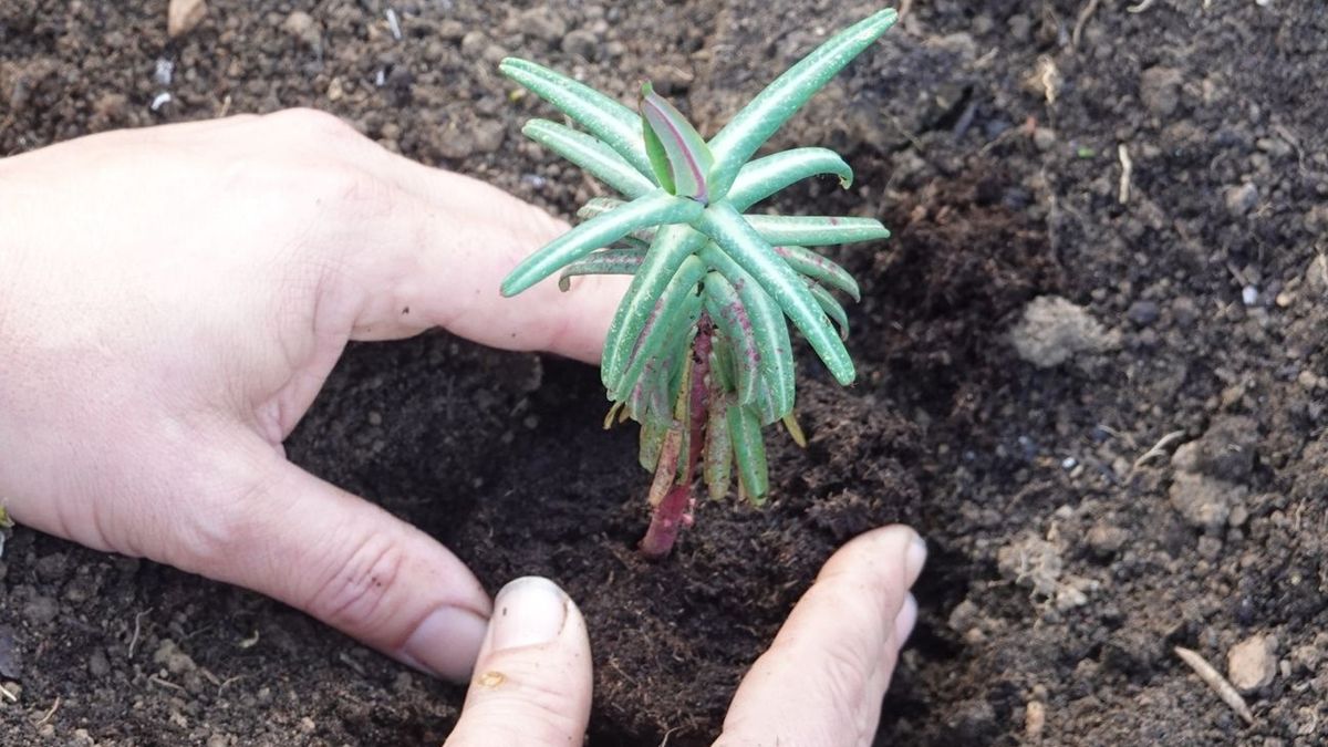 wilczomlecz groszkowy