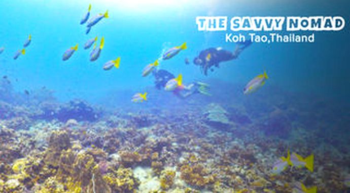 The Savvy Nomad Thailand