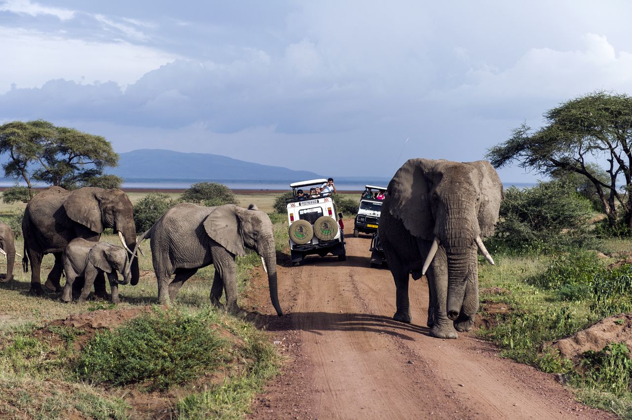 Trampled to death by an elephant. Tragic death of a tourist (illustrative photo)